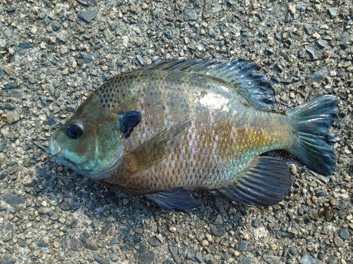 ブルーギルの釣果