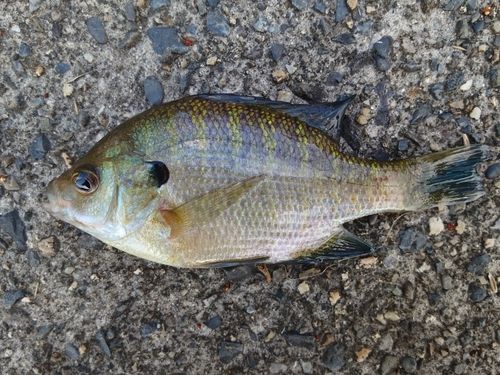 ブルーギルの釣果