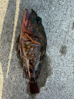 カサゴの釣果