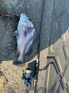 コショウダイの釣果