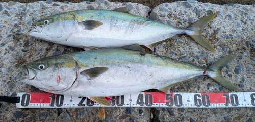 ワラサの釣果
