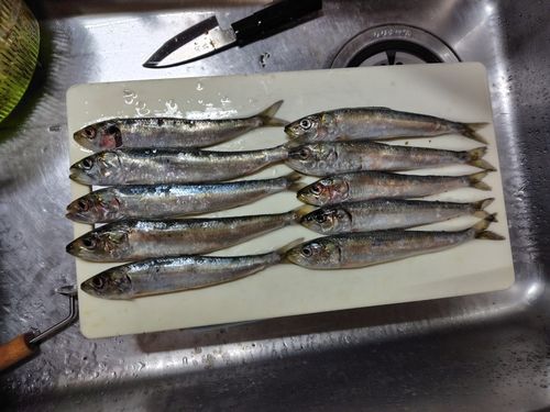 マイワシの釣果