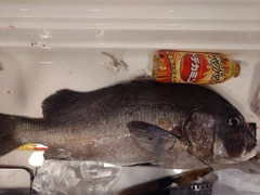 コショウダイの釣果