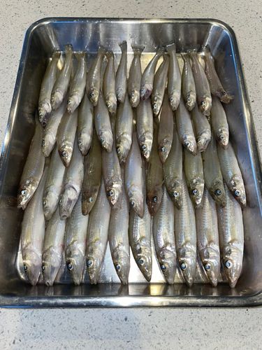 キスの釣果