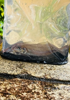 シロギスの釣果