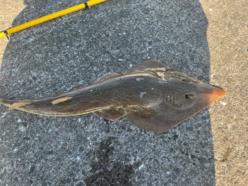 サカタザメの釣果