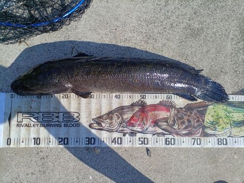 ライギョの釣果