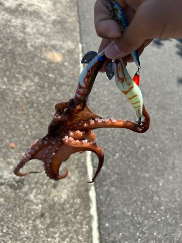 タコの釣果