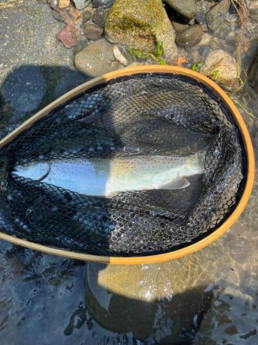 トラウトの釣果