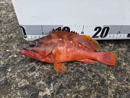 アカハタの釣果