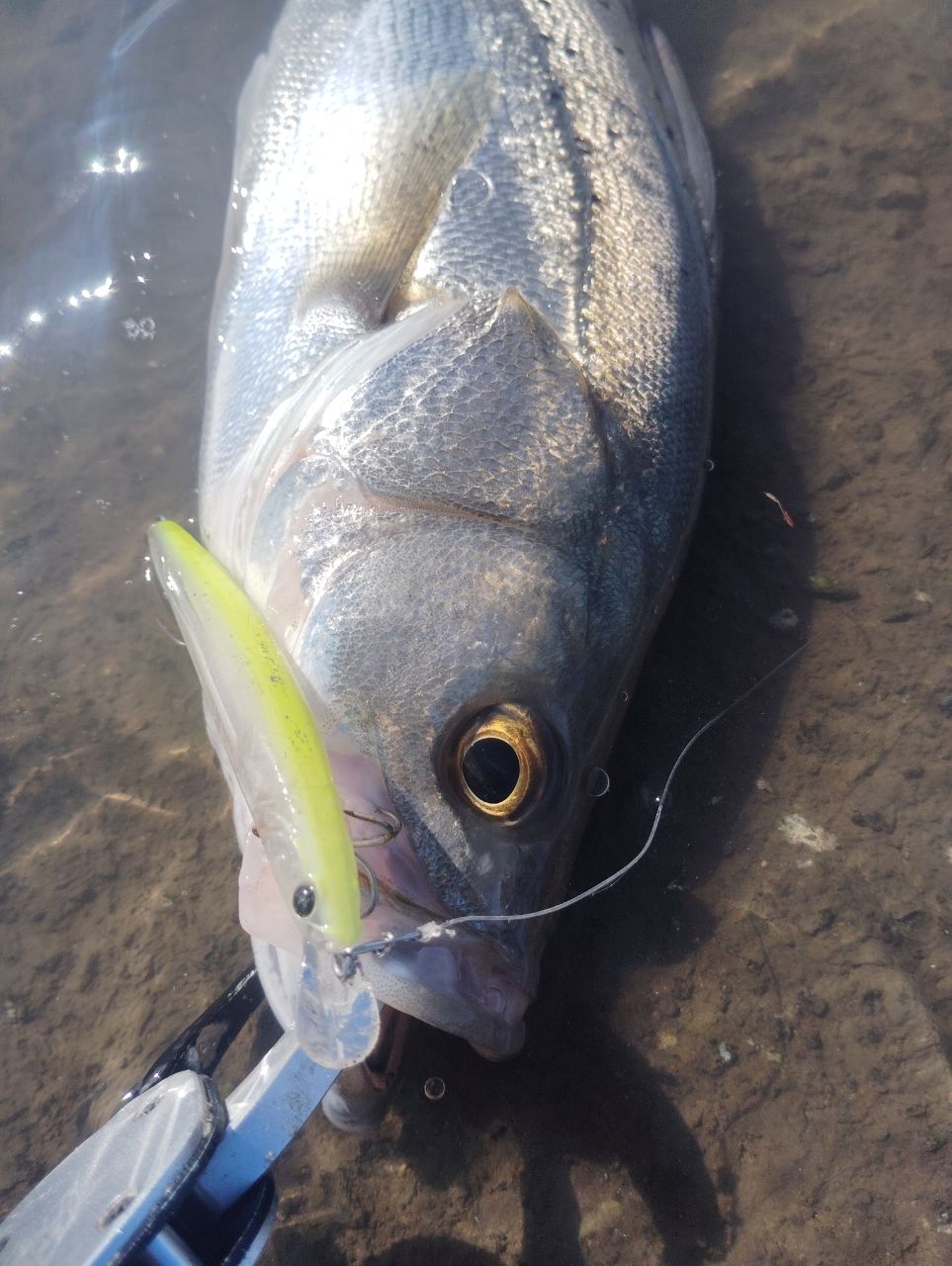 シーバスの釣果写真