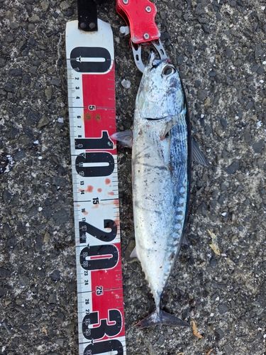 ソウダガツオの釣果