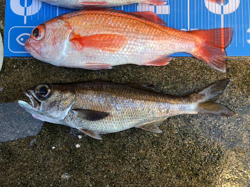 クロムツの釣果