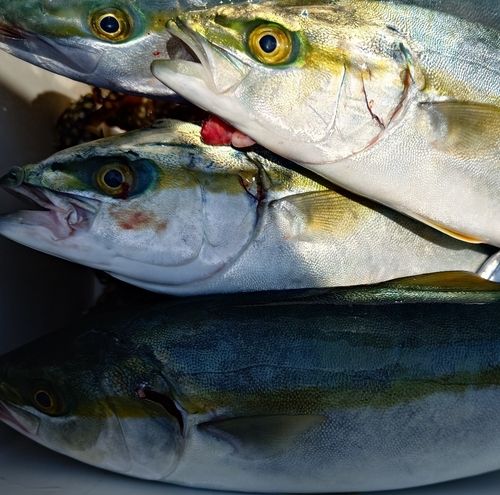 ツバスの釣果