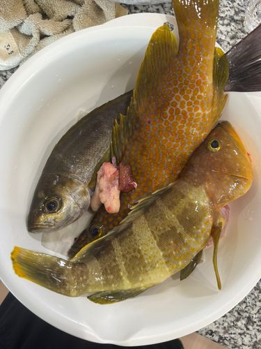イサキの釣果