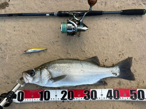ヒラスズキの釣果