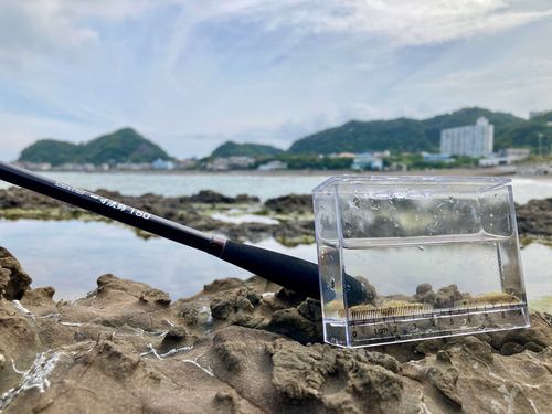 アゴハゼの釣果