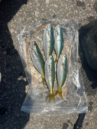 タカベの釣果