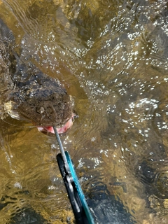 マゴチの釣果