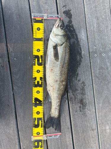 フッコ（マルスズキ）の釣果