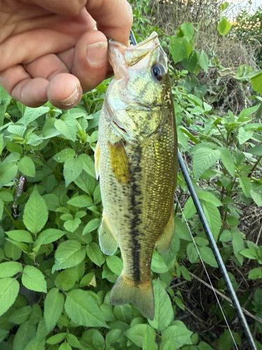 ラージマウスバスの釣果