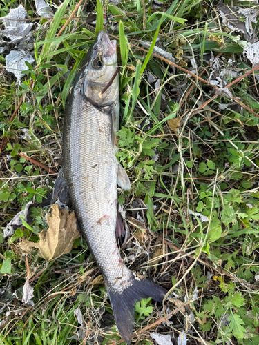 ウグイの釣果
