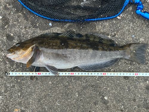アイナメの釣果
