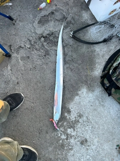 タチウオの釣果