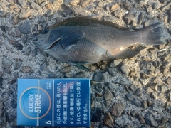 グレの釣果