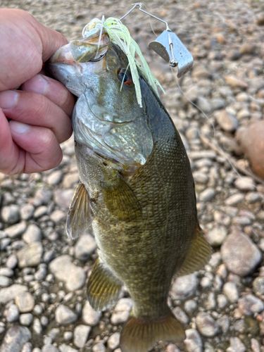 スモールマウスバスの釣果