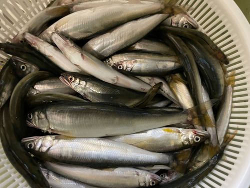 コアユの釣果