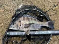 チヌの釣果