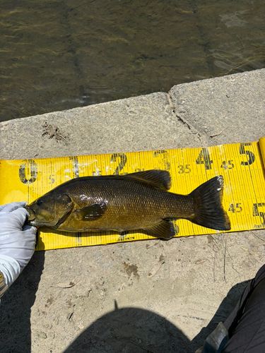 スモールマウスバスの釣果