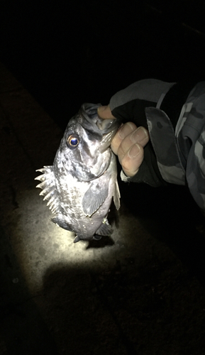 クロソイの釣果