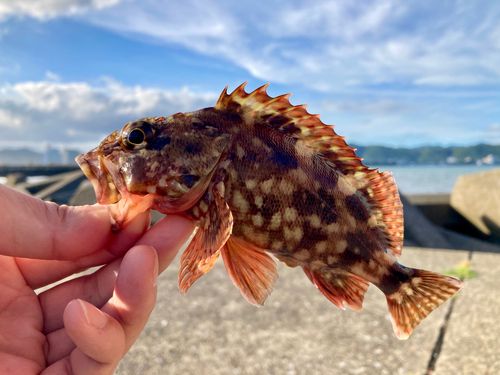 カサゴの釣果