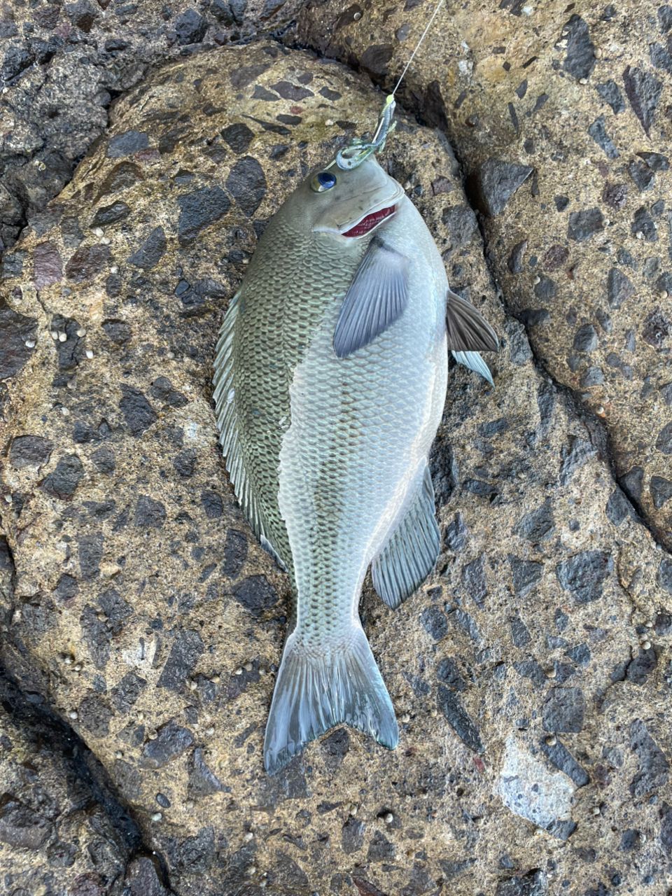 グレの釣果写真