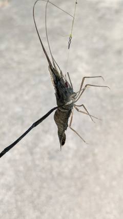 テナガエビの釣果