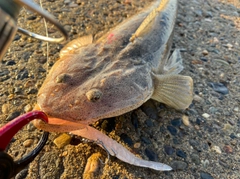 マゴチの釣果