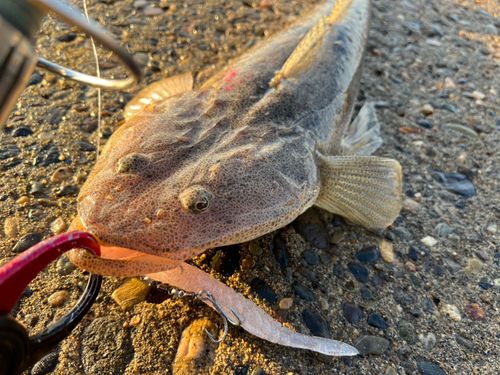 マゴチの釣果