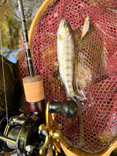 アマゴの釣果
