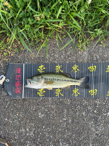 ラージマウスバスの釣果