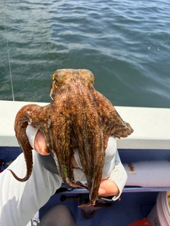 マダコの釣果