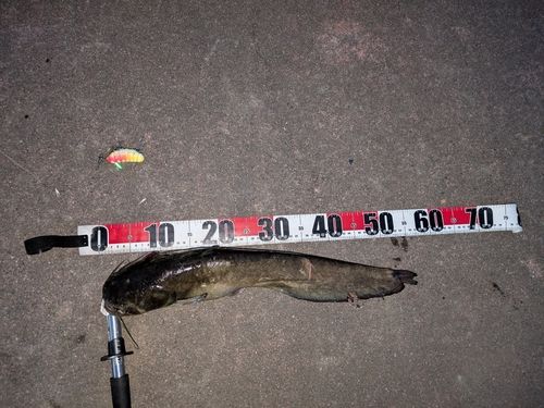 ナマズの釣果