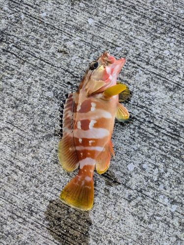 アカハタの釣果