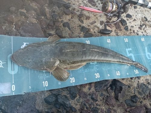 マゴチの釣果
