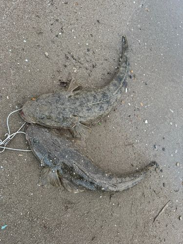マゴチの釣果