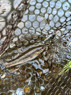 カワムツの釣果