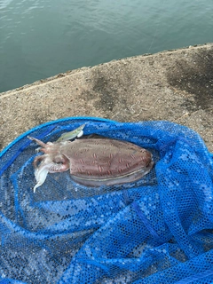 コウイカの釣果