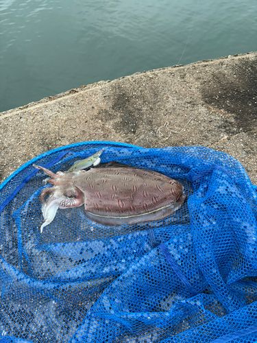 コウイカの釣果
