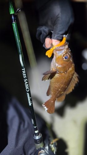 ガヤの釣果